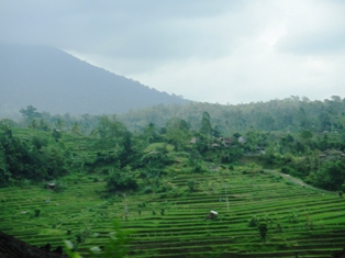 Bali - rice fields 1