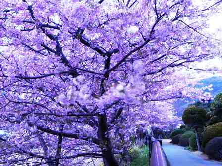 Daniel - Japanese Cherry Trees