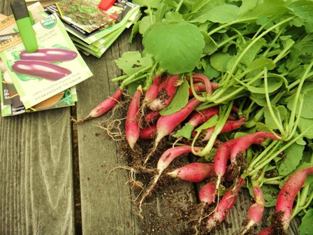 Victory Garden - Radishes