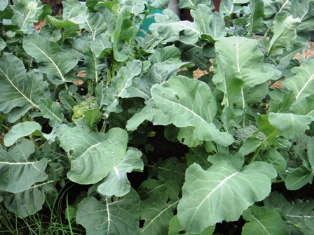 Victory Garden - Broccoli