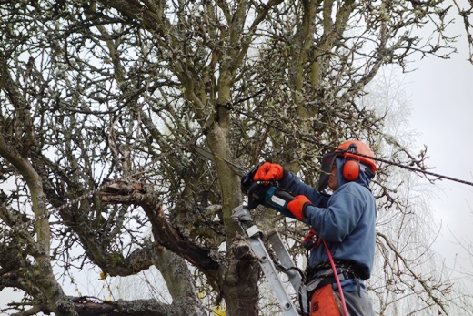 Tony - cutting down tree