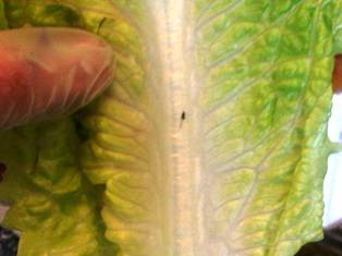 veggie - bugs
